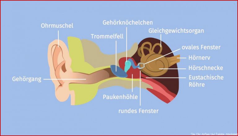 Ohr Aufbau & Funktion Biologie 7 8 Klasse