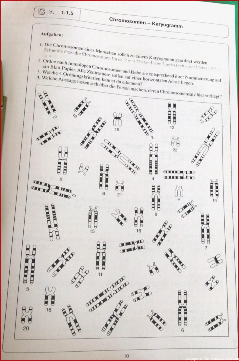 Ordnung Eines Karyogramms Schule Biologie Bio