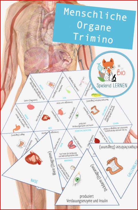 Organe – Trimino Puzzle – Unterrichtsmaterial Im Fach