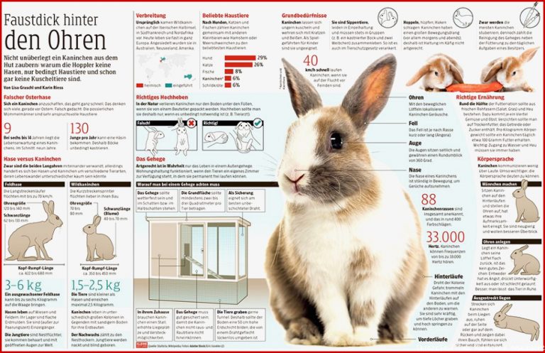 Osterhase Hase oder Kaninchen Der feine Unterschied