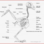 Owl Skeletal System the Owl Pages