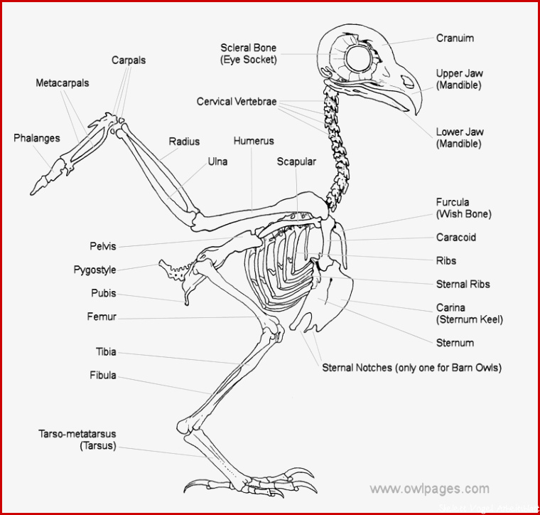 Owl Skeletal System The Owl Pages