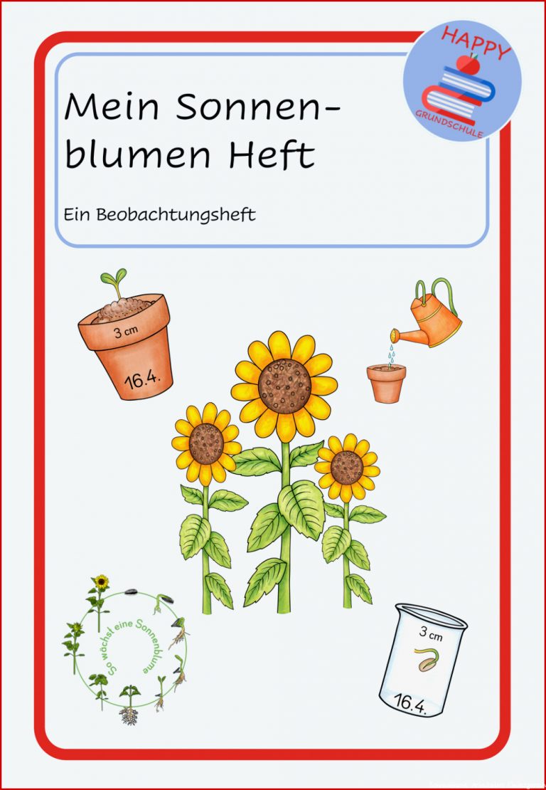 PAKET Sonnenblume Beobachtungsheft und Entwicklung