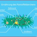 Pantoffeltierchen Â· Aufbau Und Merkmale Â· [mit Video]