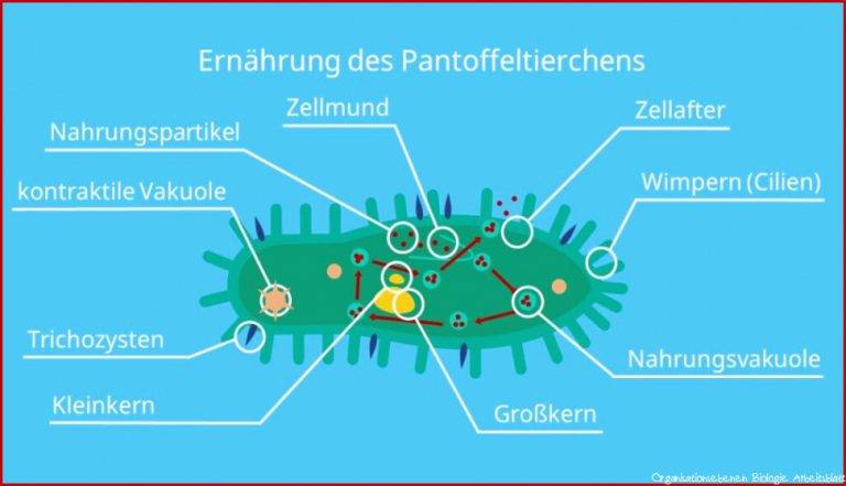 Pantoffeltierchen Â· Aufbau Und Merkmale Â· [mit Video]