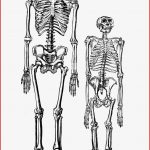Paraison Des Droits De L Homme Et Des Squelettes De