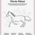 Pferd Anatomie Arbeitsblätter Pferd Anatomie