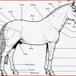 Pferd Anatomie Arbeitsblätter Worksheets