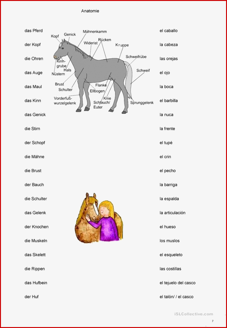 Pferd Anatomie Arbeitsblätter Worksheets