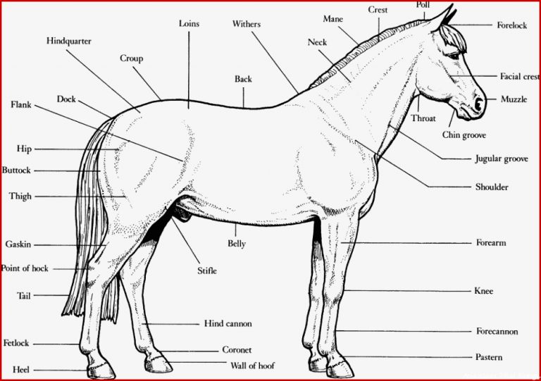 Pferd Anatomie Arbeitsblätter Worksheets