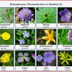 Pflanzenfamilien Blütenpflanzen Im Überblick 2