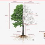 Pflanzenreich Baum Aufbau Eines Baumes Bild