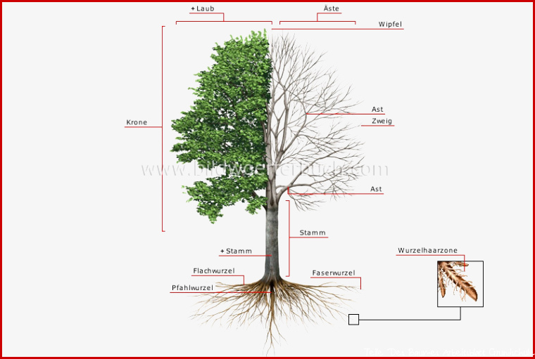 Pflanzenreich Baum Aufbau eines Baumes Bild