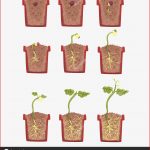 Pflanzensamenwachstum Entwicklung Und Verwurzelung Im