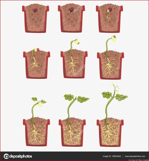 Vom Samen Zur Pflanze Arbeitsblatt: 7 Optionen Sie Kennen Müssen