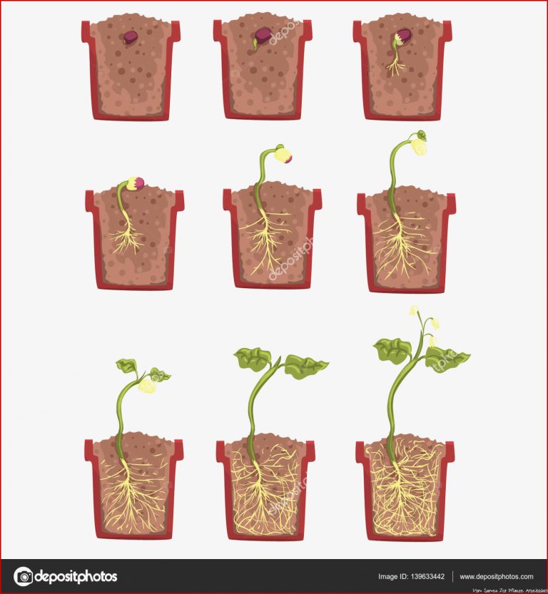 Pflanzensamenwachstum Entwicklung und Verwurzelung im