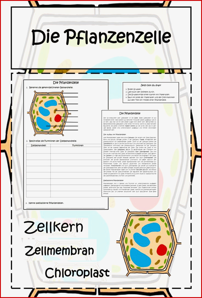 Pflanzenzelle Tafelmaterial Informationsblatt Arbeitsblatt