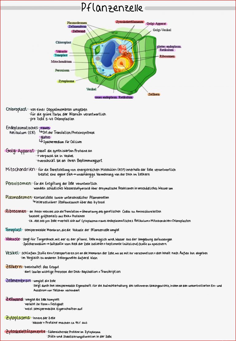 Pflanzenzellen Lernblatt Biologie Oberstufe