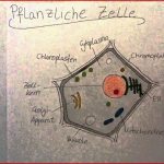 Pflanzliche Zelle Arbeitsblatt