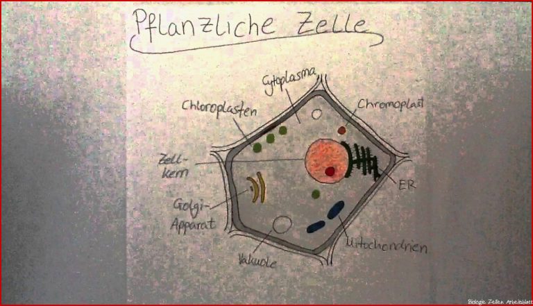 Pflanzliche Zelle Arbeitsblatt