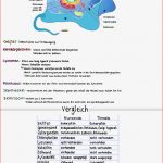 Pflanzliche Zelle Arbeitsblatt Stephen Scheidt Schule