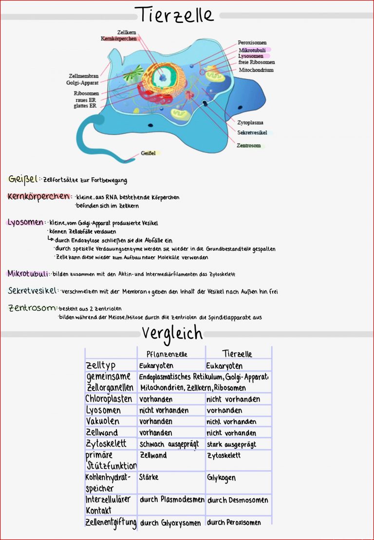 Pflanzliche Zelle Arbeitsblatt Stephen Scheidt Schule