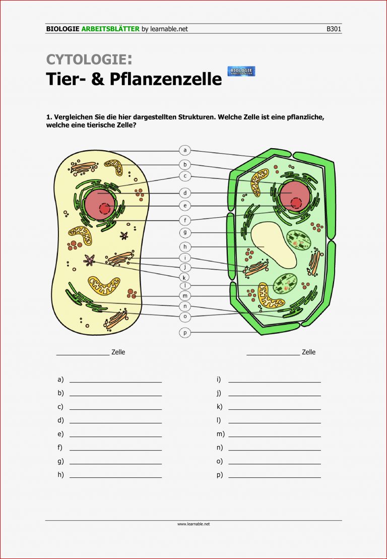 Pflanzliche Zelle Arbeitsblatt Stephen Scheidt Schule