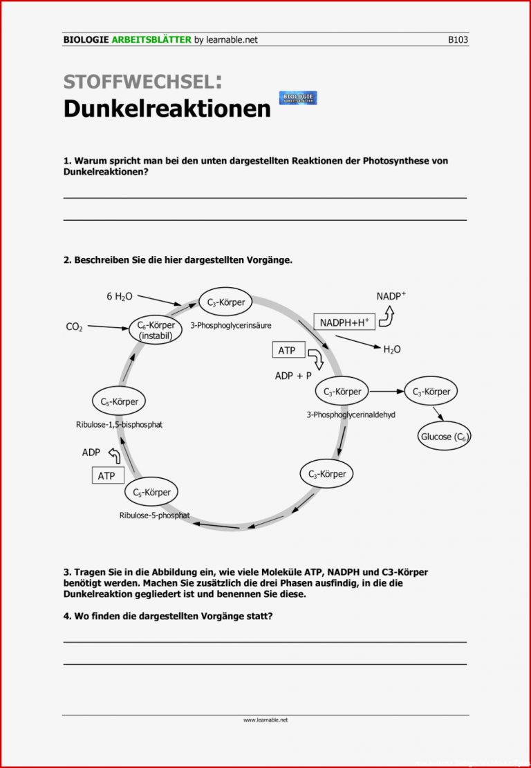 Photosynthese Klasse 7 Arbeitsblatt Synthese Klasse