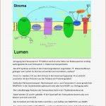Photosynthese Klasse 7 Arbeitsblatt Synthese Klasse