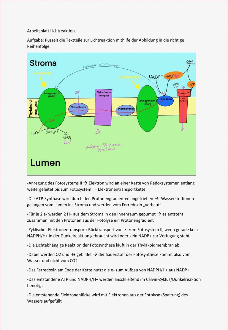 Photosynthese Klasse 7 Arbeitsblatt Synthese Klasse