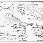 Physik Des Fliegens Mit Dem Rundlauf Rl3