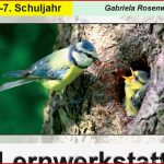 Physik Unterrichtsmaterial Schroedel Verlag Debbie