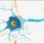 Physiologische Grundlagen Der Neurobiologie Biologie