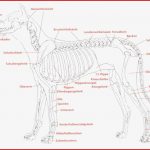 Physiotherapie Für Hunde