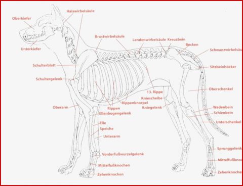 Physiotherapie Für Hunde