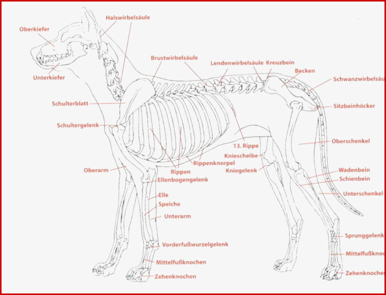 Physiotherapie Für Hunde