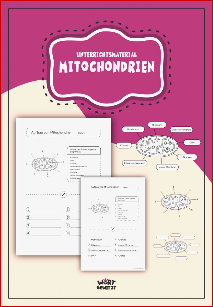 Pilz Aufbau Arbeitsblatt Carl Winslow Grundschule