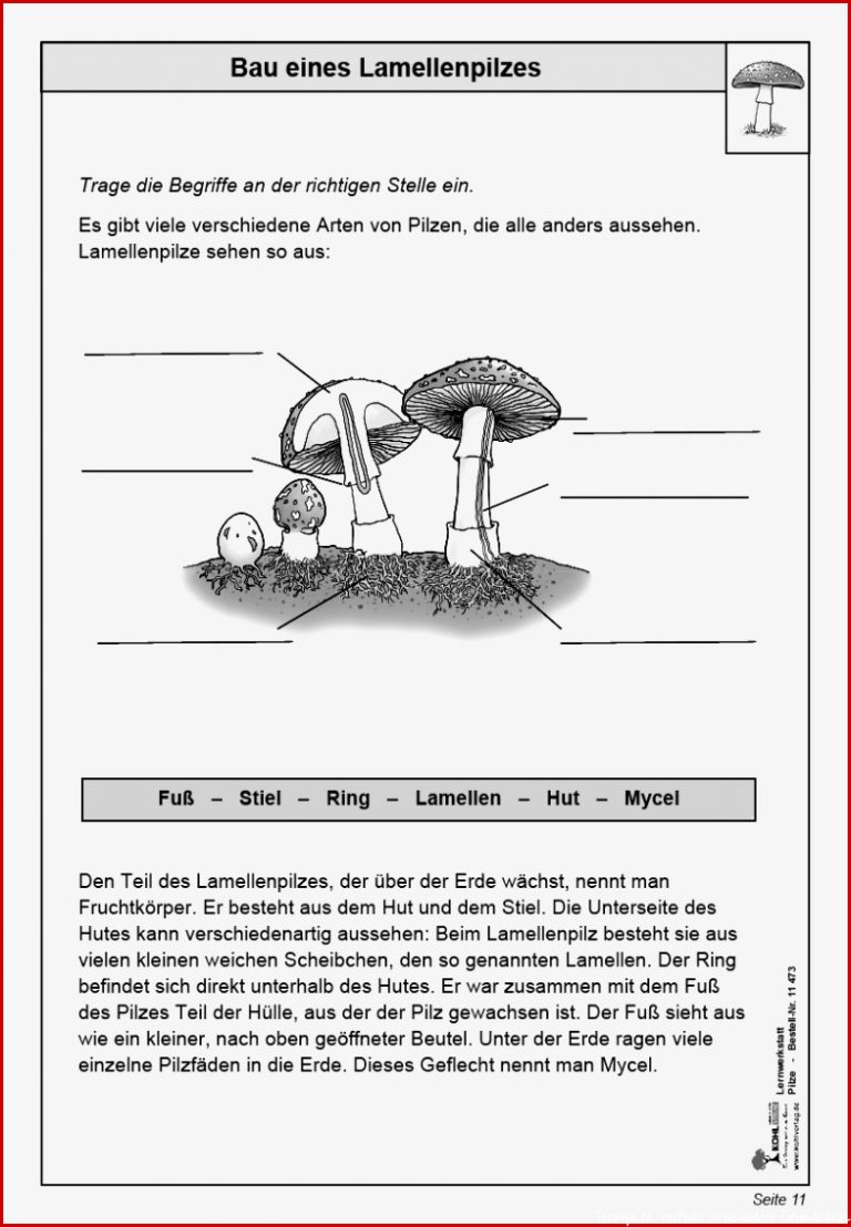 Pilz Aufbau Arbeitsblatt Carl Winslow Grundschule