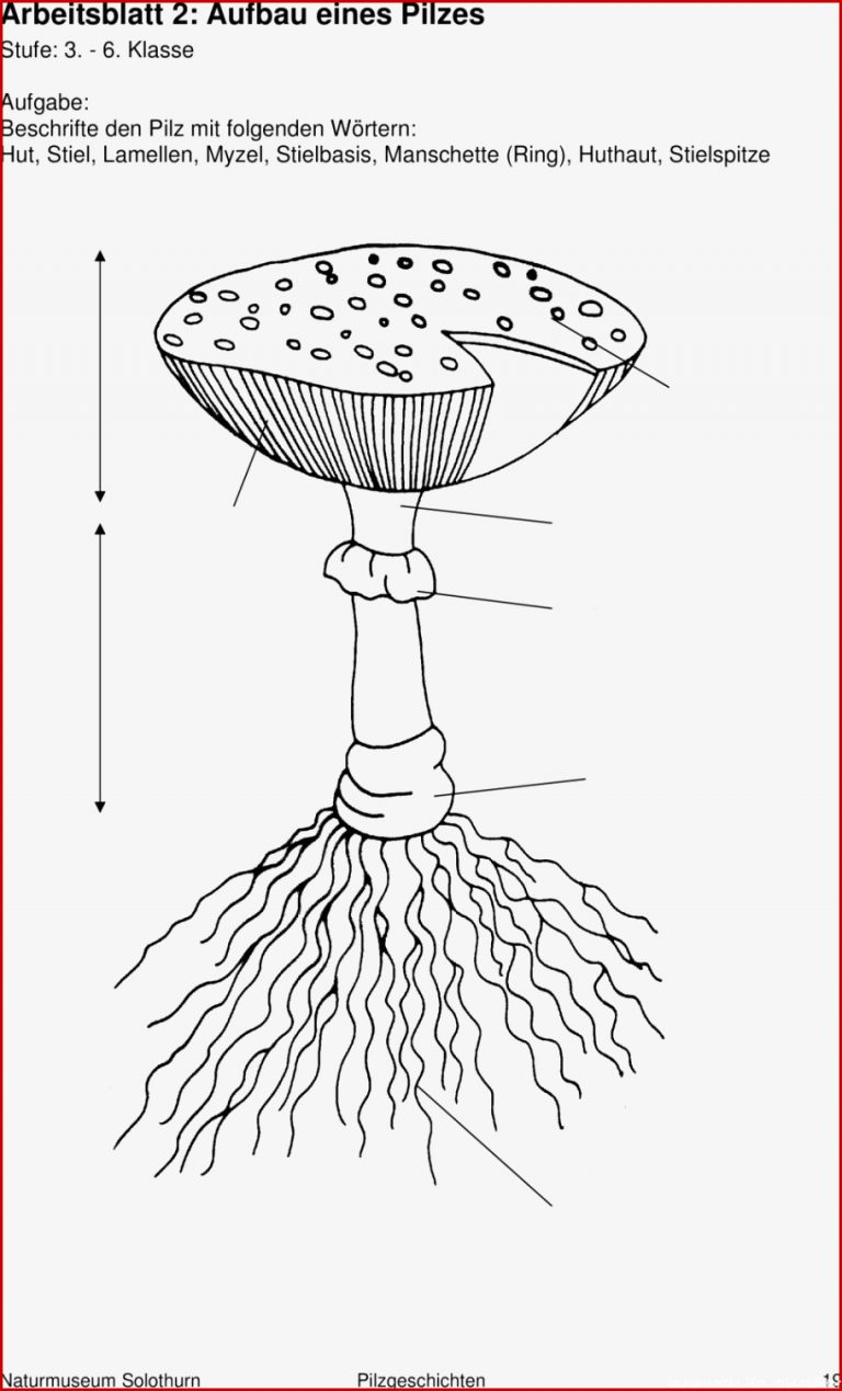 Pilze Unterrichtsmaterial Grundschule kinderbilder