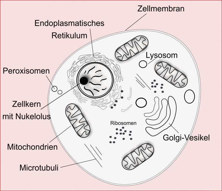 Pin Auf Der Mensch