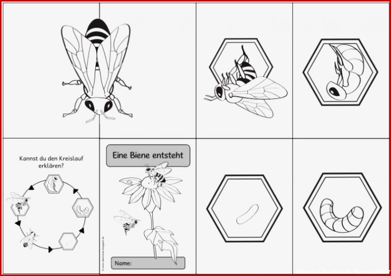 Pin on Biene