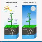 Poster Synthese Und Zellatmung