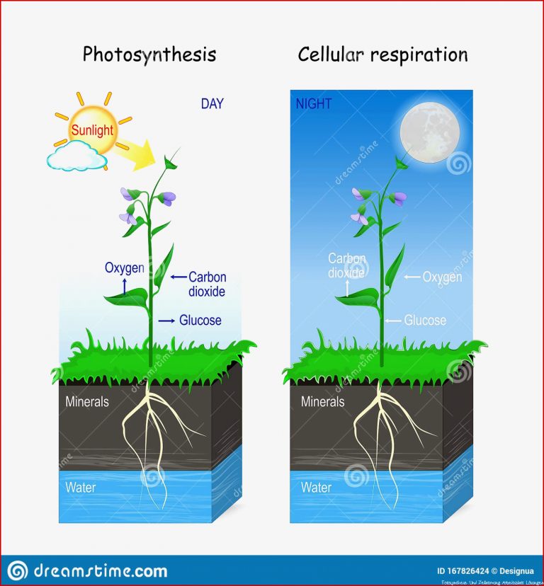 Poster synthese Und Zellatmung