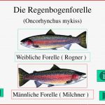 Ppt 1 2 fortpflanzung Und Entwicklung Bei Fischen