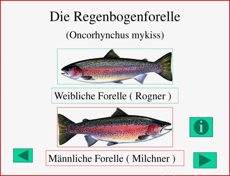 PPT 1 2 Fortpflanzung und Entwicklung bei Fischen