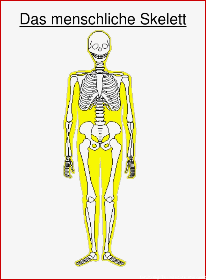 PPT Das menschliche Skelett PowerPoint Presentation