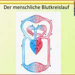 Ppt Der Blutkreislauf Des Menschen Powerpoint