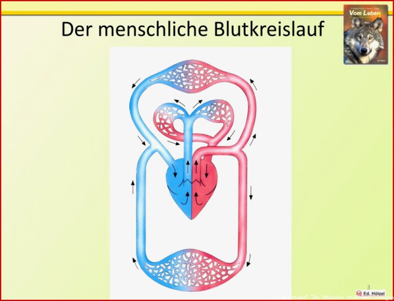 PPT Der Blutkreislauf des Menschen PowerPoint