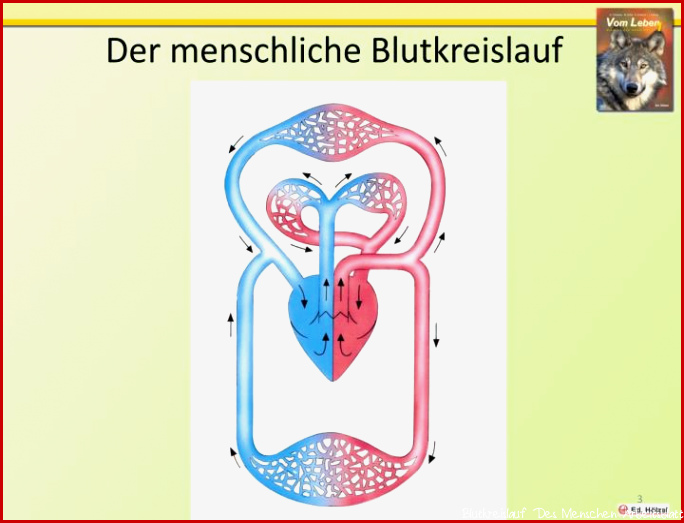 PPT Der Blutkreislauf des Menschen PowerPoint