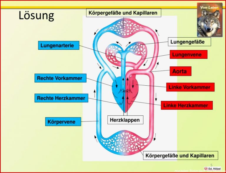 PPT Der Blutkreislauf des Menschen PowerPoint